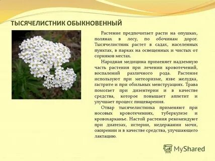 Тысячелистник отзывы
