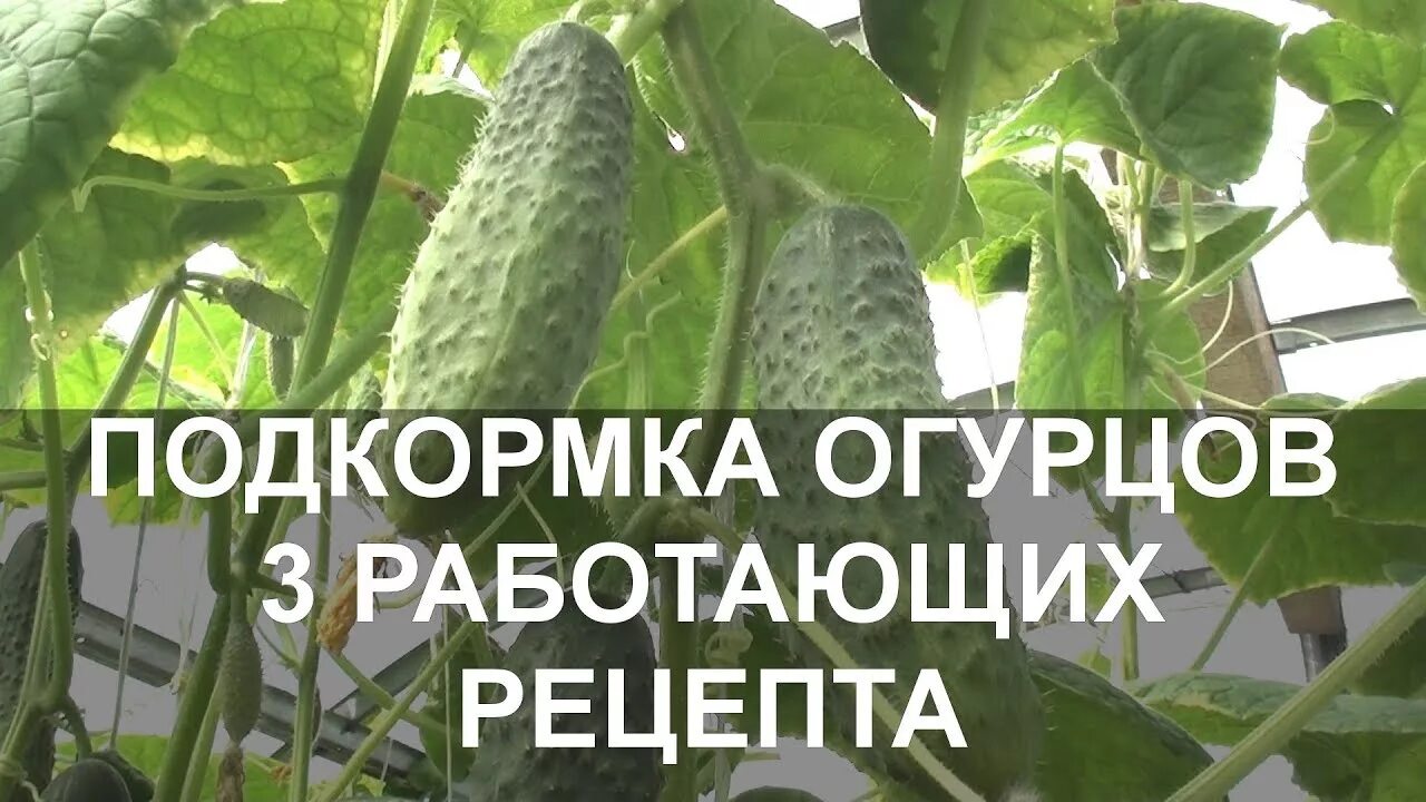 Полив огурцов. Удобрение для огурцов из дрожжей и сахара. Подкормка огурцов в июле. Огурцы много. Как поливать огурцы.
