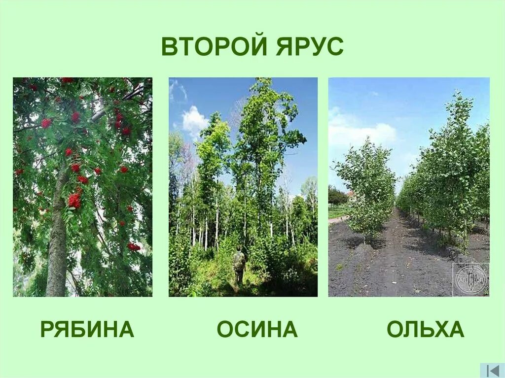 Ярус осины. Ярусность растений леса. пятый ярус леса. растения 2 яруса леса. ярусы леса 2 класс.