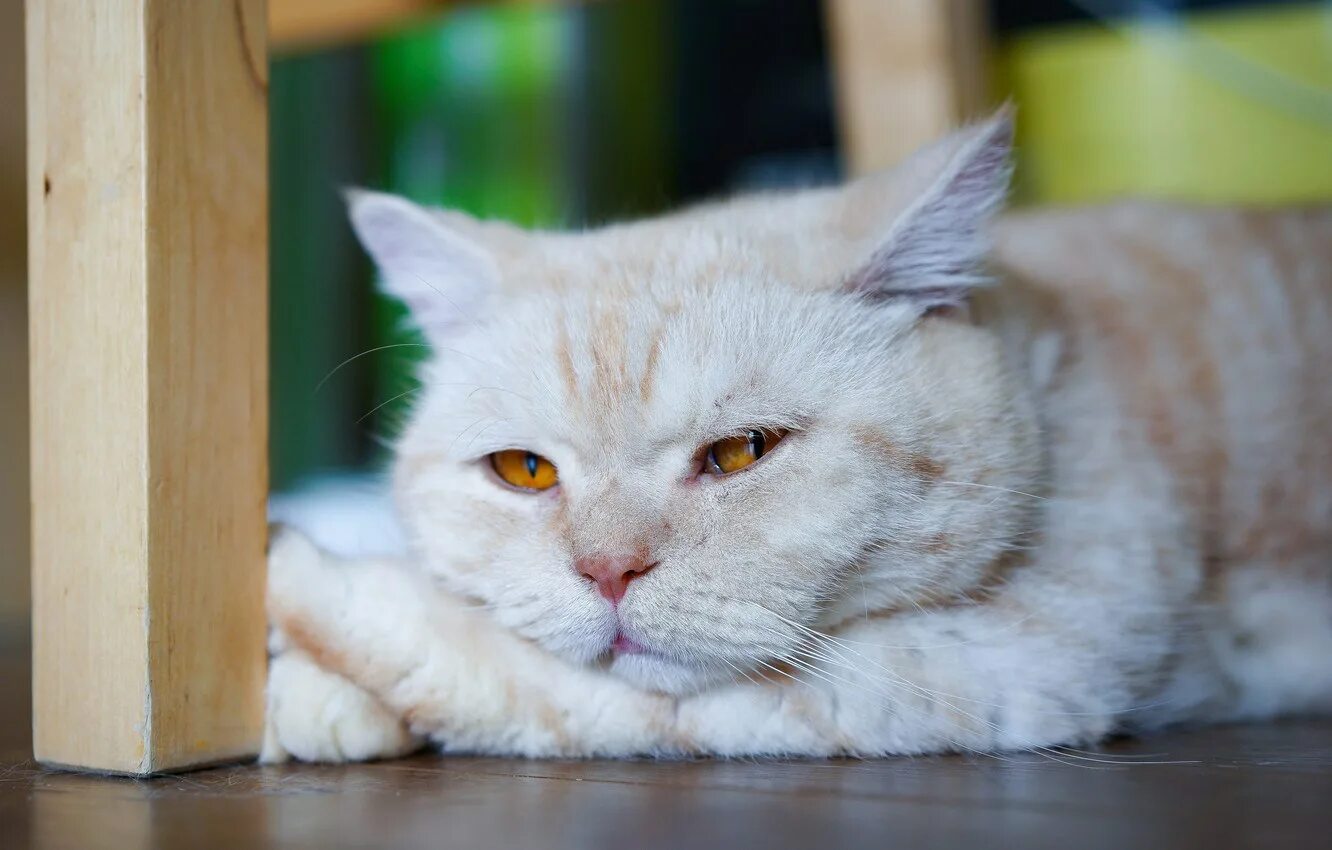 Белый жалко. Печальный кот. Грустные коты. Кот лежит. Грустная кошка.
