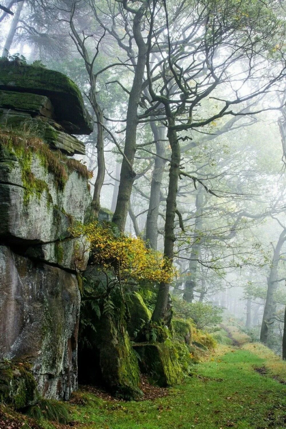 Невероятный лес. Пик Дистрикт Англия лес. Уичвудский лес в Англии. Пак дух лесов Англии. Красивые леса.
