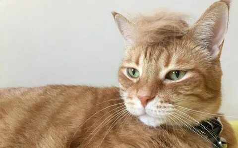 Cat hair
