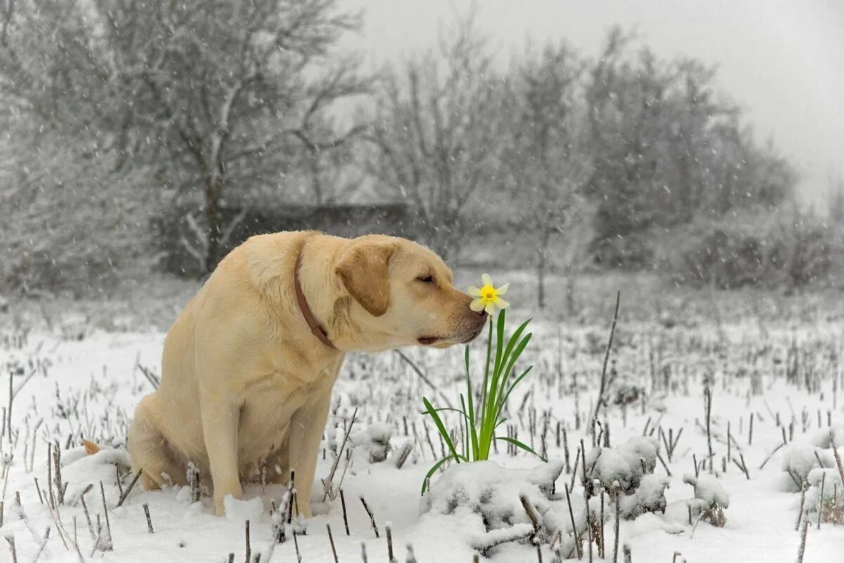 С первым днем весны юмор картинки. Лабрадор ретривер. Лабрадор ретривер зима. Собака весной. Весенние животные.