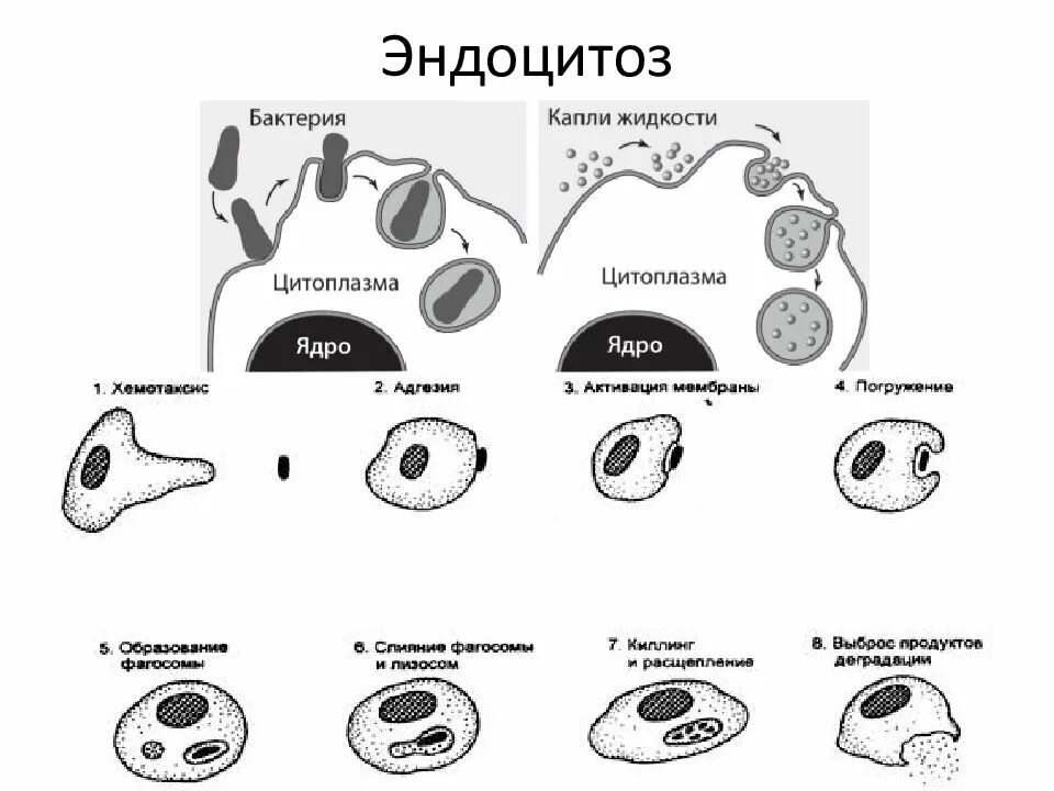 Функции органоидов фагоцитоз. Эндоцитоз этапы фагоцитоза. фагоцитоз это вид эндоцитоза. фагоцитоз пиноцитоз эндоцитоз егэ. фагоцитоз и пиноцитоз егэ.