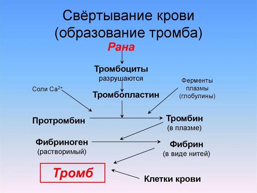 Формирование тромба взаимодействие тромбина с фибриногеном разрушение