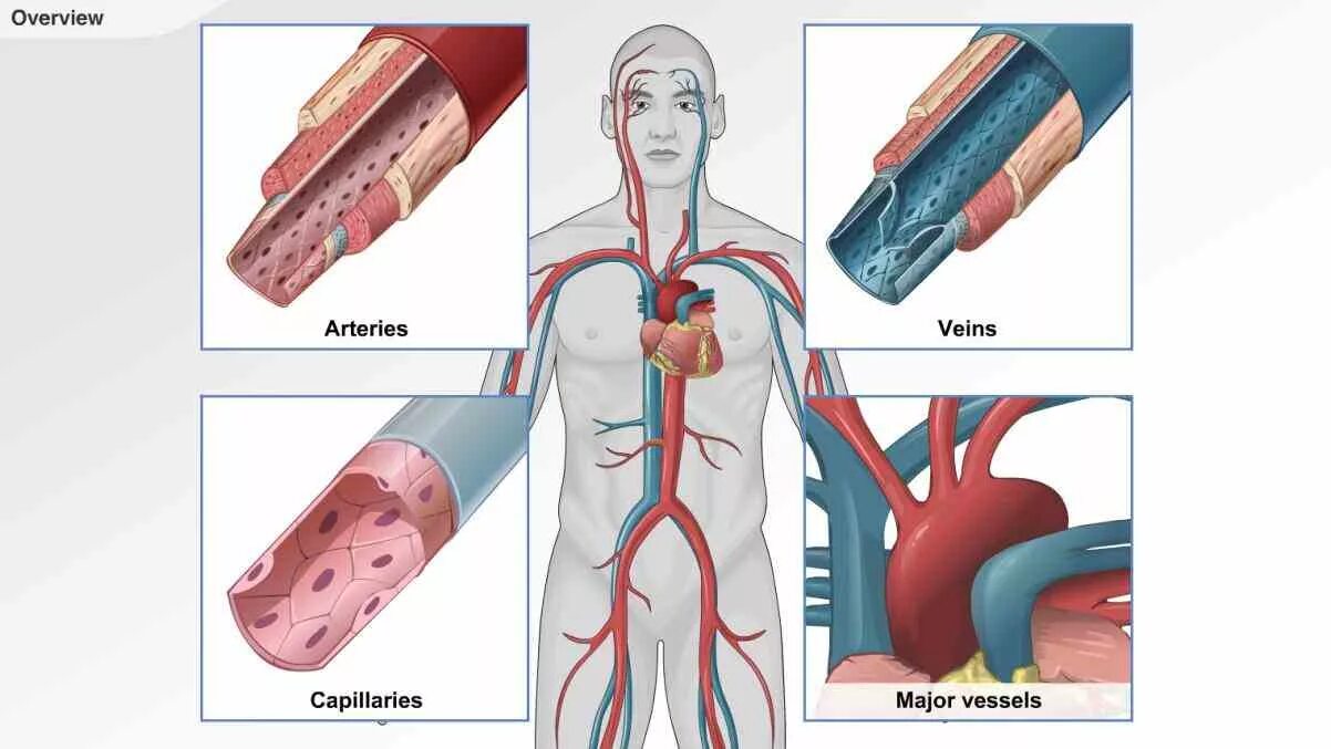 Лечение сосудов человека. Кровеносная система артерии вены капилляры. Вена кровеносный сосуд. Сосуды артерии вены капилляры.