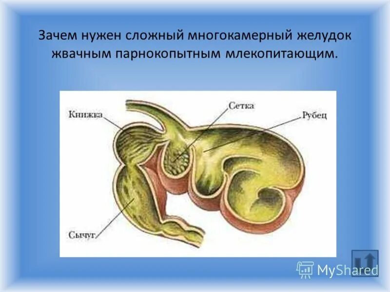 Отделы желудка животных. Отделы желудка животных. Строение желудка жвачных крс. Отделы желудка жвачных. Отделы желудка животных.