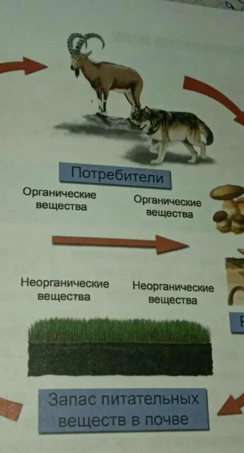 Изготовить модель демонстрирующую круговорот веществ. Круговорот веществ в природе. круговорот веществ в природе примеры. таблица круговорот веществ в природе. замкнутый круговорот веществ.