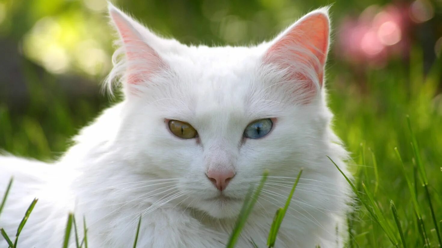 Картинки кошек. Турецкая ангора разноглазая. Ангорская кошка белая с зелеными глазами. Турецкая ангора рыжая. Турецкая ангора кот рыжий.