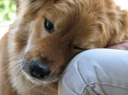Dog but