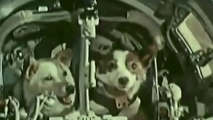 Полет белки и стрелки в космос видео. Белка и стрелка 19 августа 1960 года. Белка и стрелка Королев. Ракета Спутник 5 белка и стрелка. Белка и стрелка в корабле.