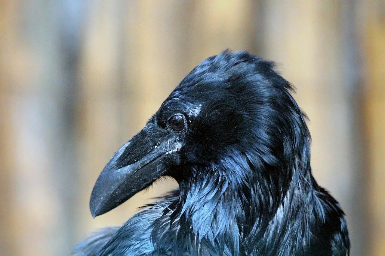 Старый ворон. Королевский ворон коракс рекс. ворон corvus corax. corvus. corax. laurence. голова ворона.