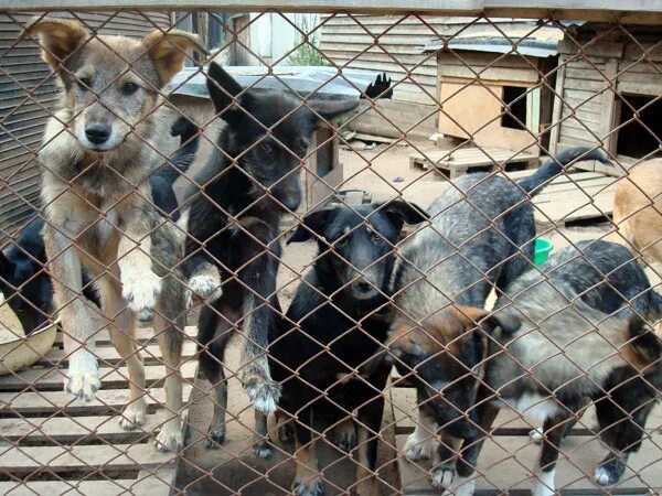 Милосердие собачий приют архангельск. Приют доброе сердце южно сахалинск. Приют для собак южно-сахалинск доброе сердце. Приют доброе сердце южно сахалинск. Приют доброе сердце пермь.