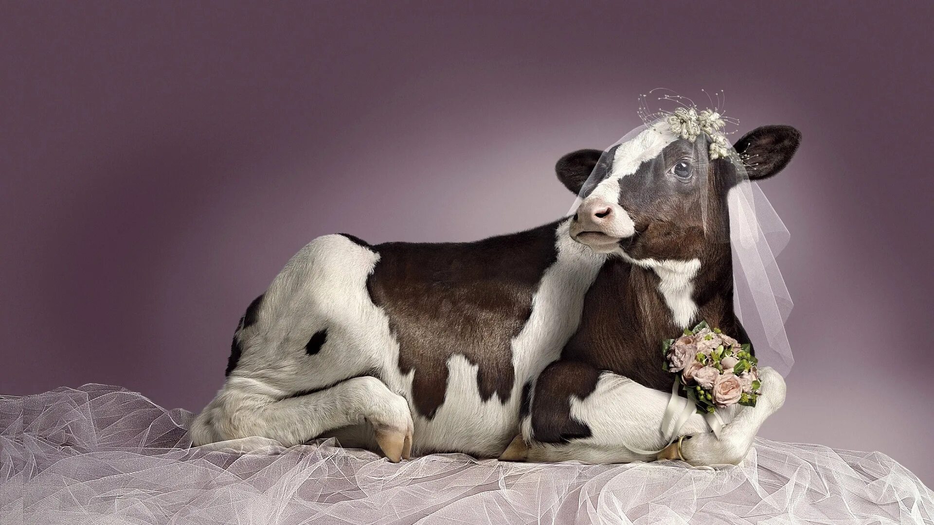 Красивая коровка. Красивая корова. Милые коровы. Красивый теленок. Необычная корова.