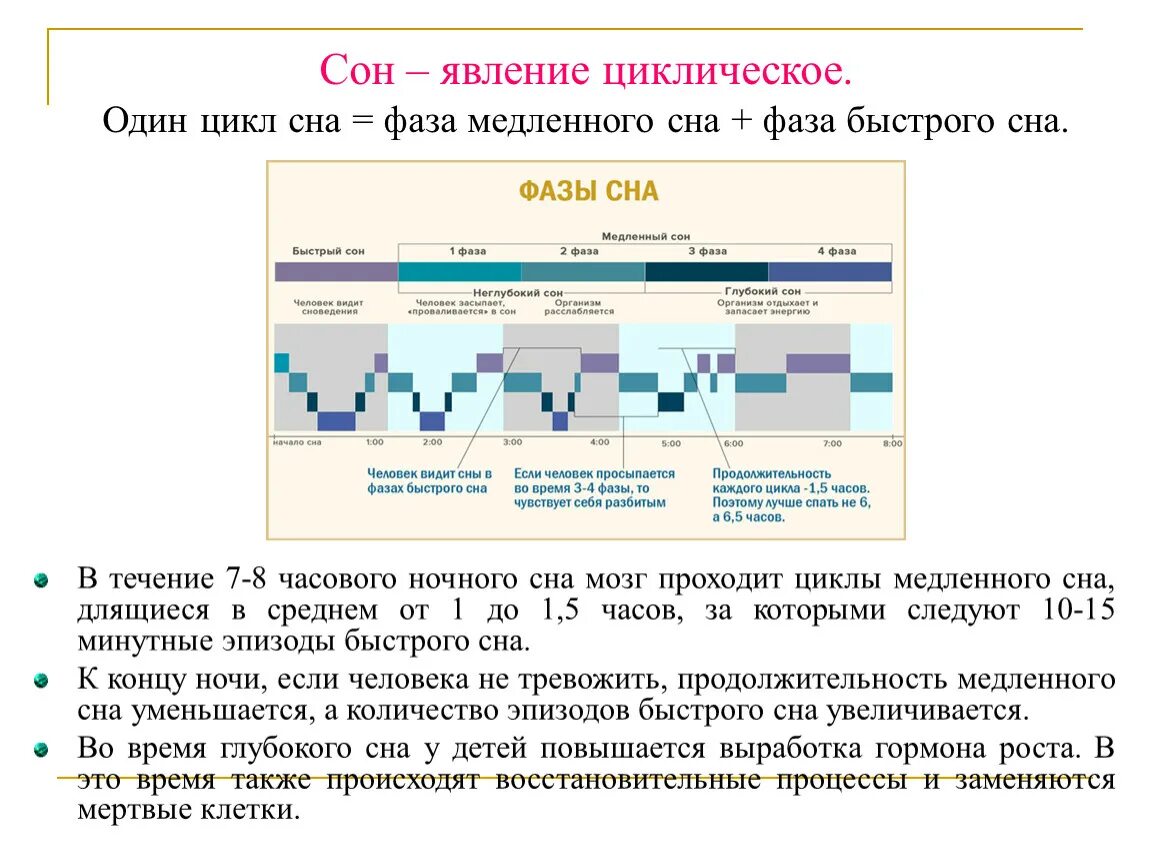 Сколько длится цикл. Сон циклы фазы и стадии. Сколько длятся фазы сна у подростков. Фазы сна и циклы по времени. Длительность цикла сна.