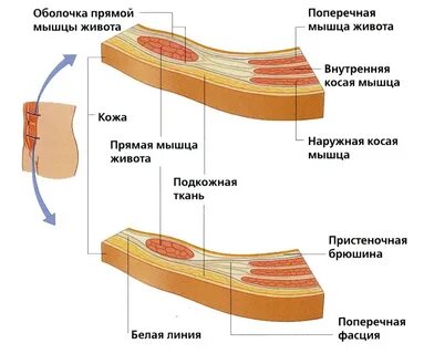 Послойное строение передней брюшной стенки