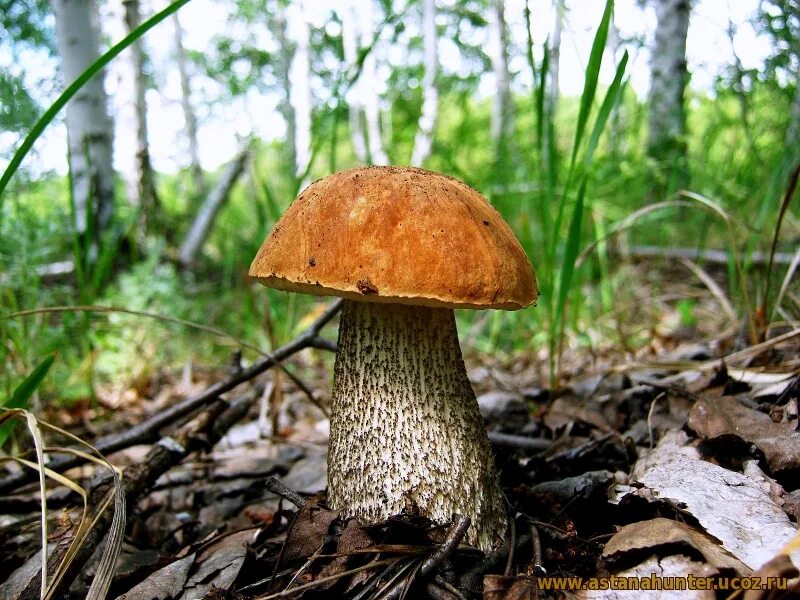 Подберезовик березовый. Leccinum scabrum подберезовик обыкновенный. Белые грибы под березами. Подберезовик под березой. Белый гриб берёзовый.