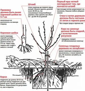 Пересадить вишню на другое место весной