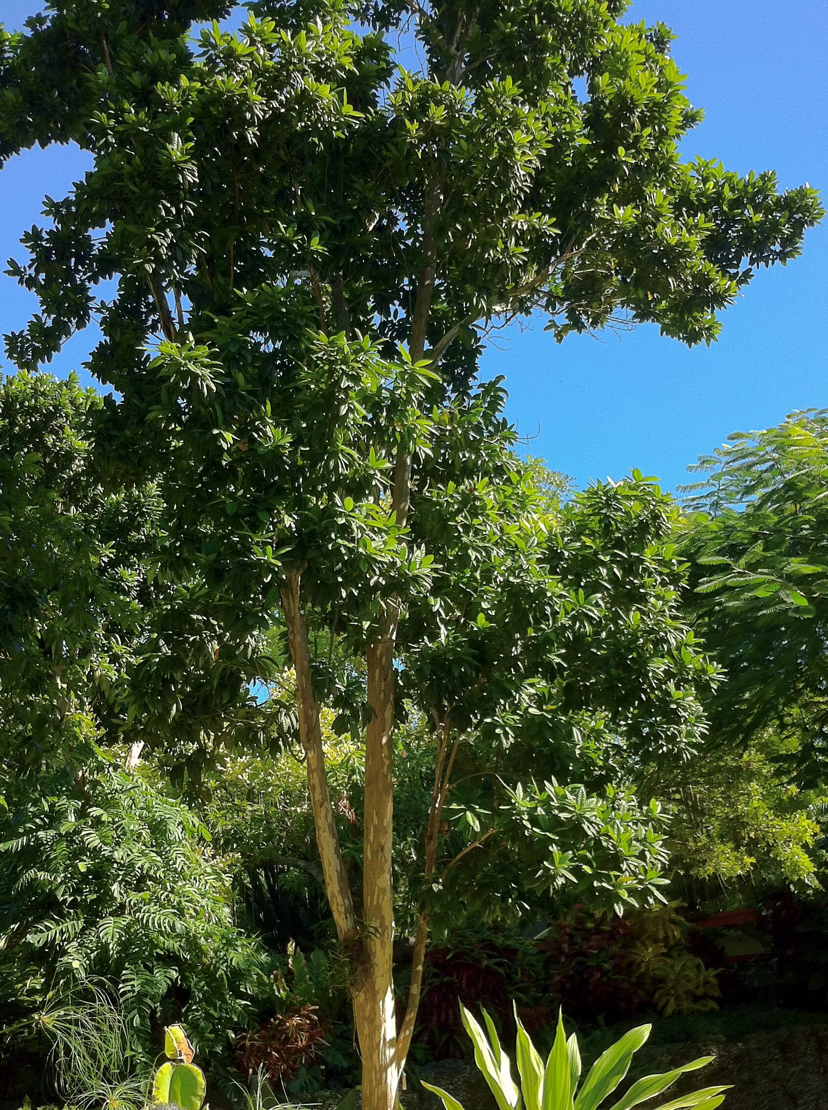 Clever tree