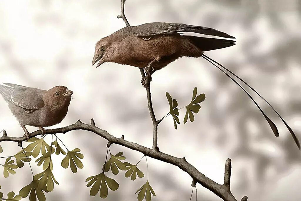 Ареал ласточки. Сорокопут свиристель. Весенние птички. Картинки на рабочий стол птицы. Мёдоуказчик птица.