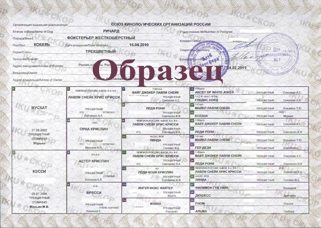 Найти родословную собаки. Родословная собаки ркф образец. родословная на собаку ркф в 2025. родословная собаки ркф нового образца. российская кинологическая федерация родословная.