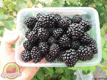 Сорта ежевики без шипов для средней полосы