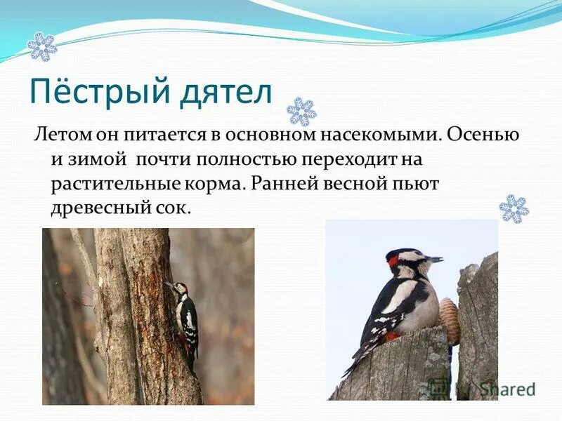 пестрый дятел барабанил клювом барабанил о дерево о сухое дерево. малый пестрый дятел. пестрого дятла какой падеж. дятел и шишки. гнездо большого пёстрого дятла.
