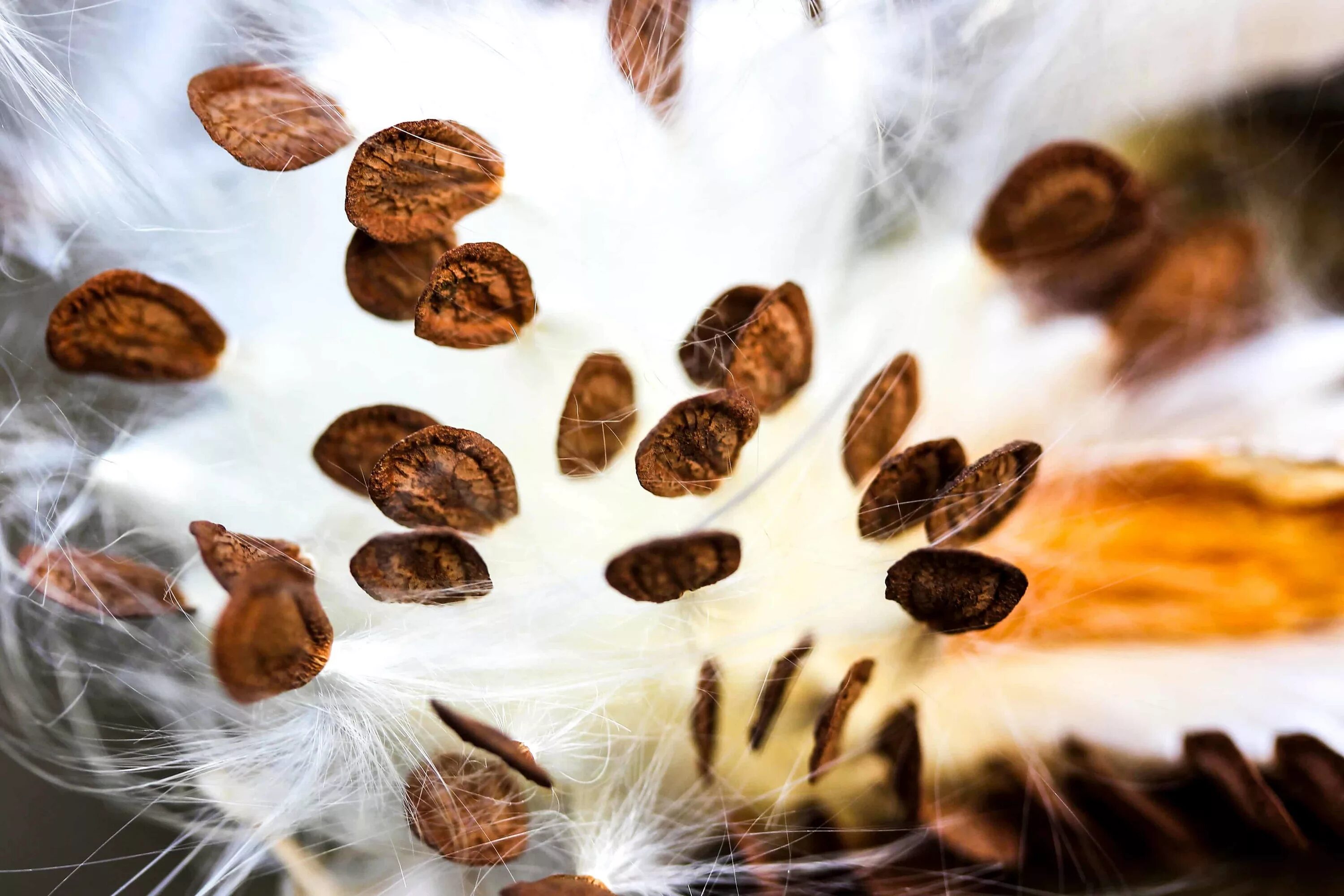 Почему появились семена. Семена Milkweed. Семена Бога. Семена макро. Семечки макро.