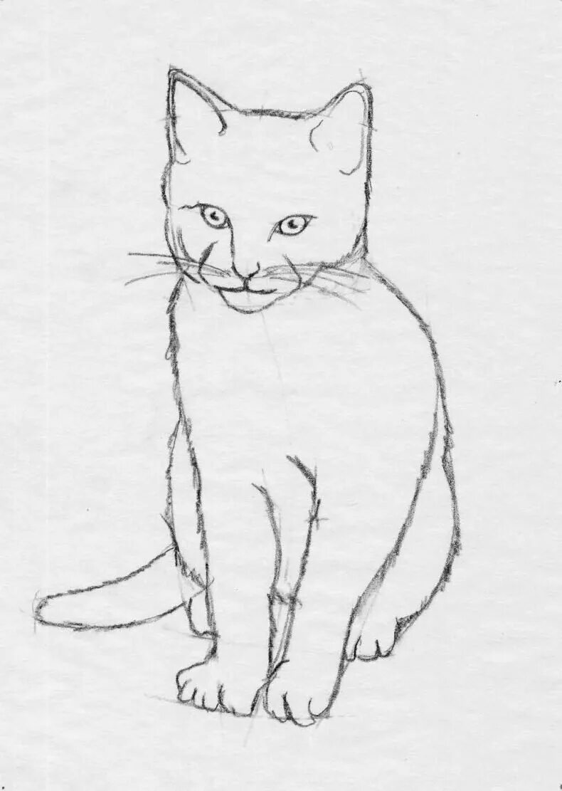 Легкие рисунки. Портрет кошки карандашом. Кошка рисунок карандашом. Рисунок для срисовки легкий. Рисунок кота карандашом для срисовки легкие.