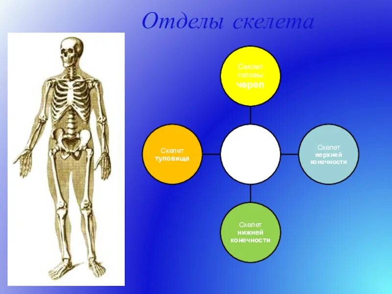 Подпишите отделы скелета. Отделы скелета. Скелет отделы скелета. 7 Отделов скелета человека. 6 Отделов скелета.