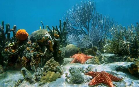 Картинки подводное море