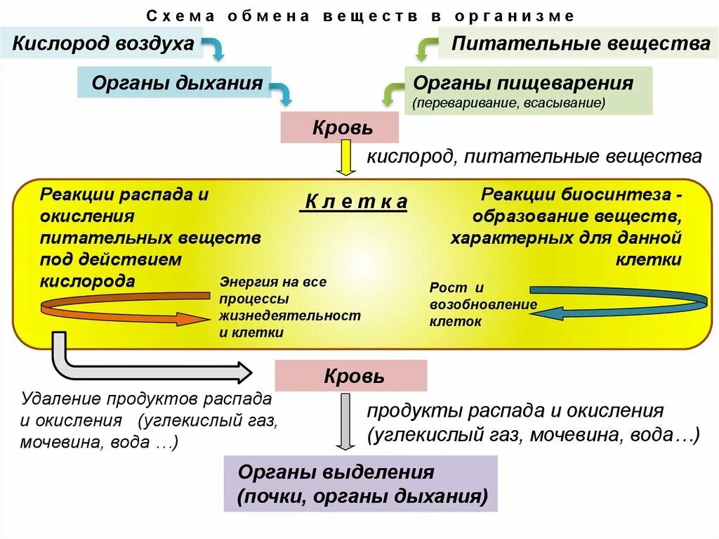 Удаление продуктов распада. Кислород и питательные вещества. Продукты распада питательных веществ.