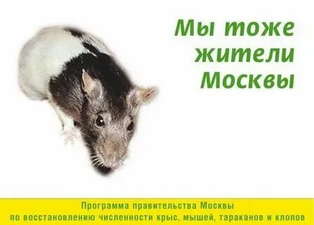 Численность крыс