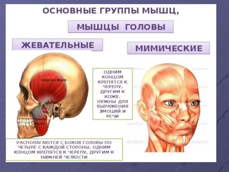 Функция мимических и жевательных мышц. Мышцы головы мимические и жевательные. мышцы головы мимические и жевательные функции. жевательные мышцы основные мышцы. жевательные и мимические мышцы лица анатомия.