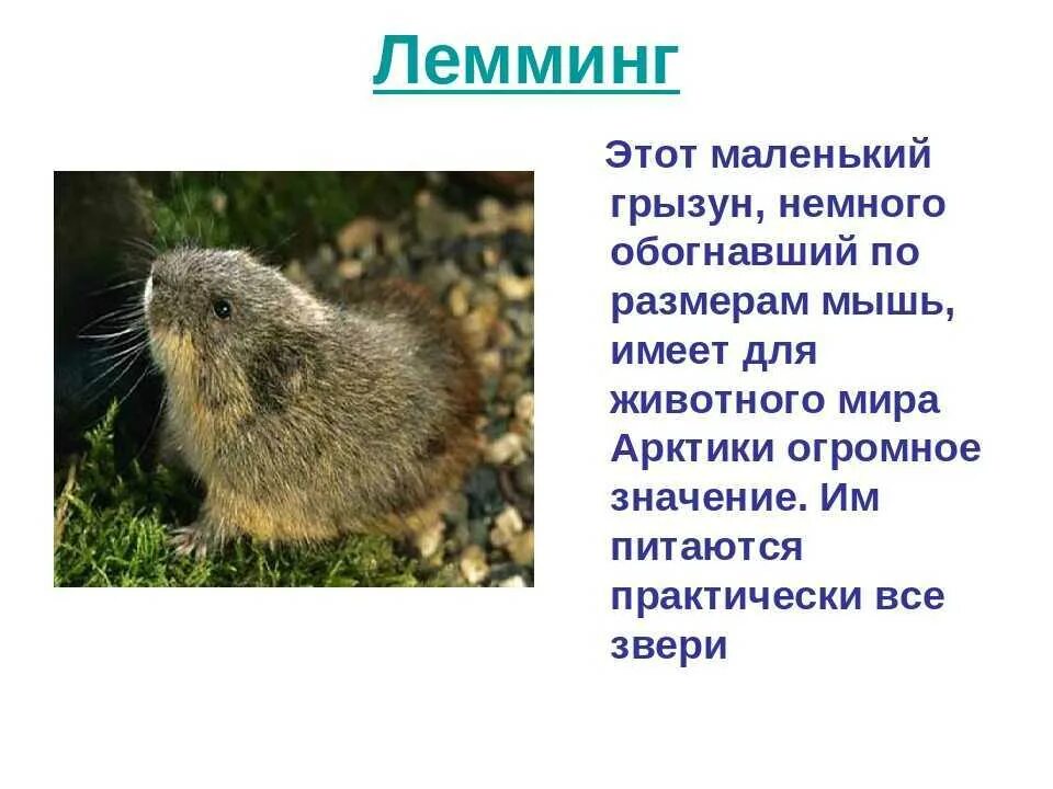 Лемминг фото и описание. Рассказ о лемминге. лемминг описание. лемминг животное краткое описание. лемминг презентация.