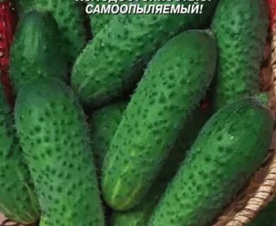 Сорт огурца миранда