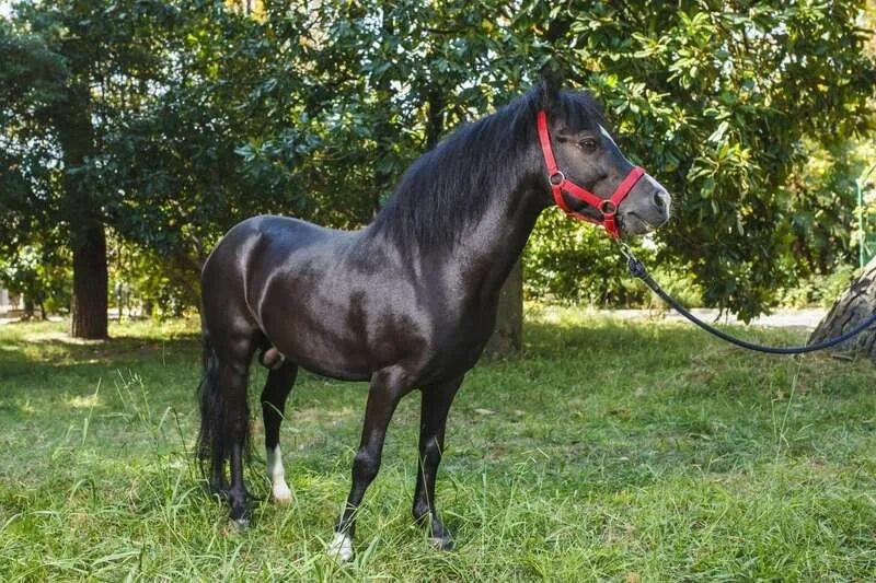 авито жеребцы. авито жеребцы. жеребцов. авито жеребцы. черный жеребенок.