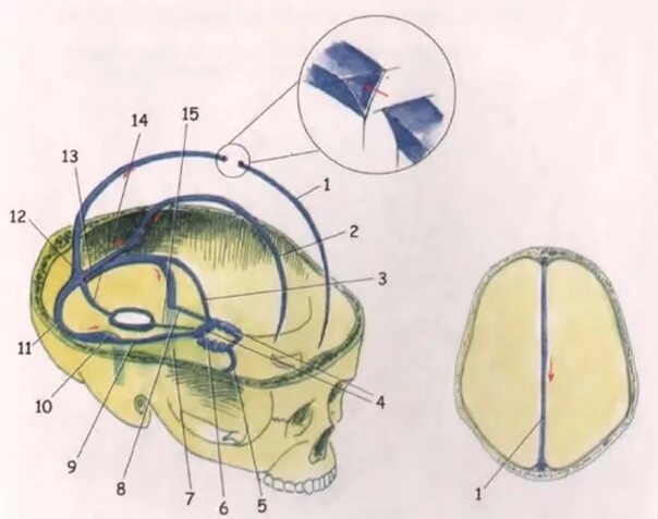 Синусы оболочки головного мозга. Синусы твердой мозговой оболочки схема. Топография синусов твердой мозговой оболочки. Синусы твердой мозговой оболочки Сема. Сигмовидный синус твердой мозговой оболочки.