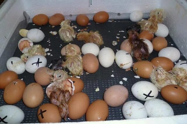 Можно ли курам подкладывать яйца. Курица откладывает яйеыы. Яйца кур несушек. Куриные яйца в гнезде.