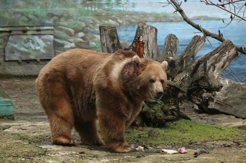 Бурый медведь в зоопарке. Новосибирский зоопарк медвежата. Белые мишки новосибирского зоопарка. Медведь в зоопарке. Бурый медведь в зоопарке.