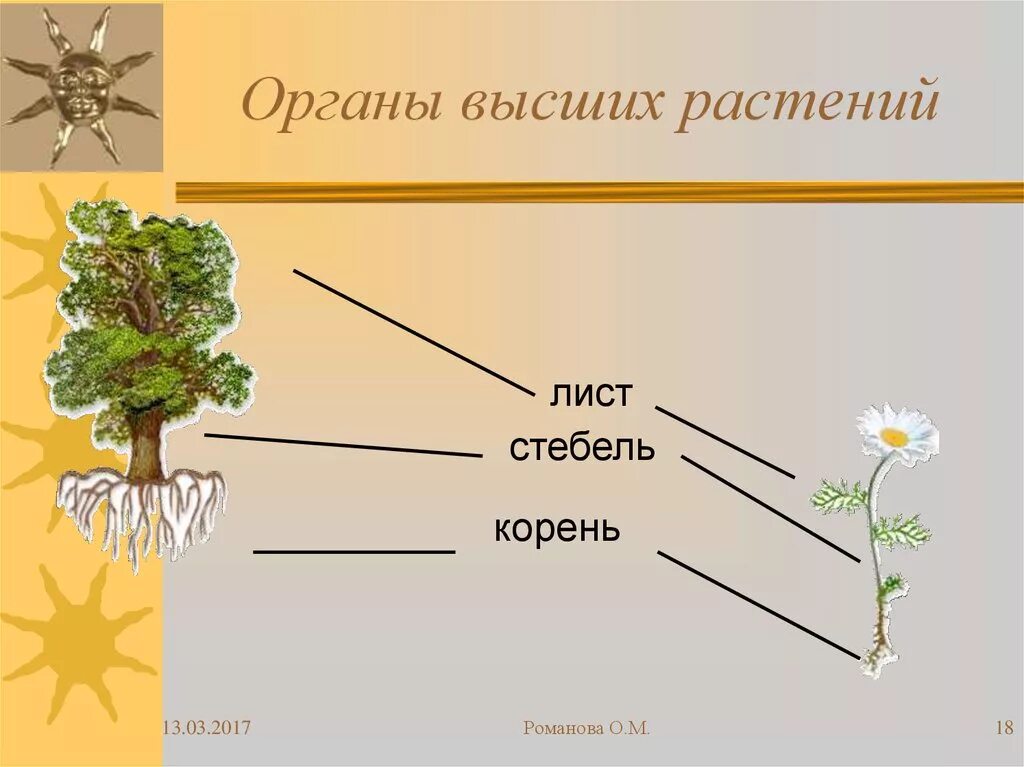 Органы высших растений. Строение высших растений. Строение высших растений 5 класс. Покрытосеменные растения корень стебель лист.