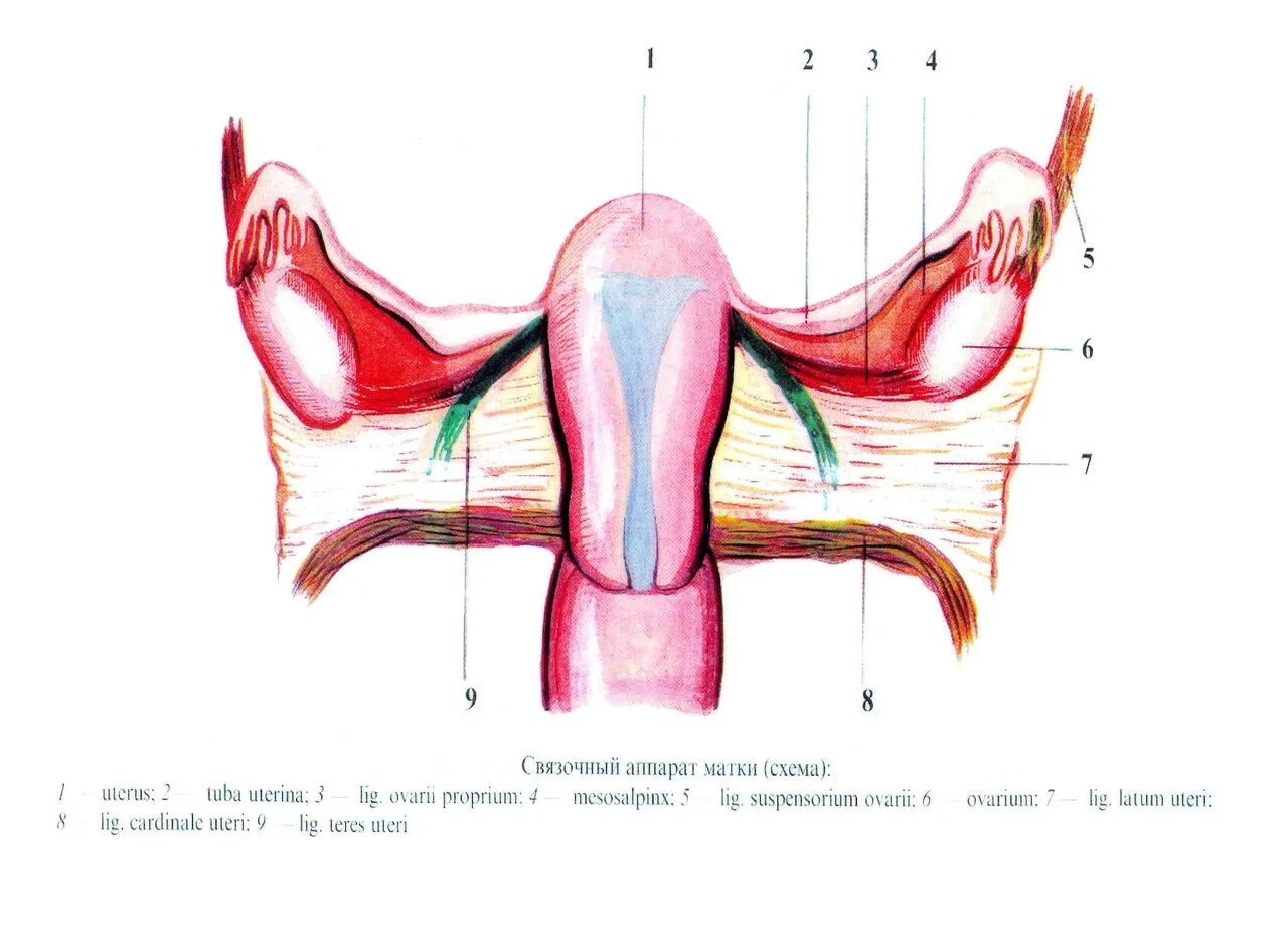 Связка подвешивающая яичник. Связочный аппарат матки анатомия. Подвешивающий связочный аппарат матки. Связочный аппарат матки схема. Удерживающий аппарат матки.