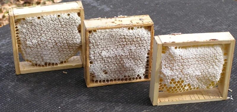 Мед рамка купить. Улей Прогальского. Сотовый мед. Рамки для сотового меда. Сотовая рамка для пчел.