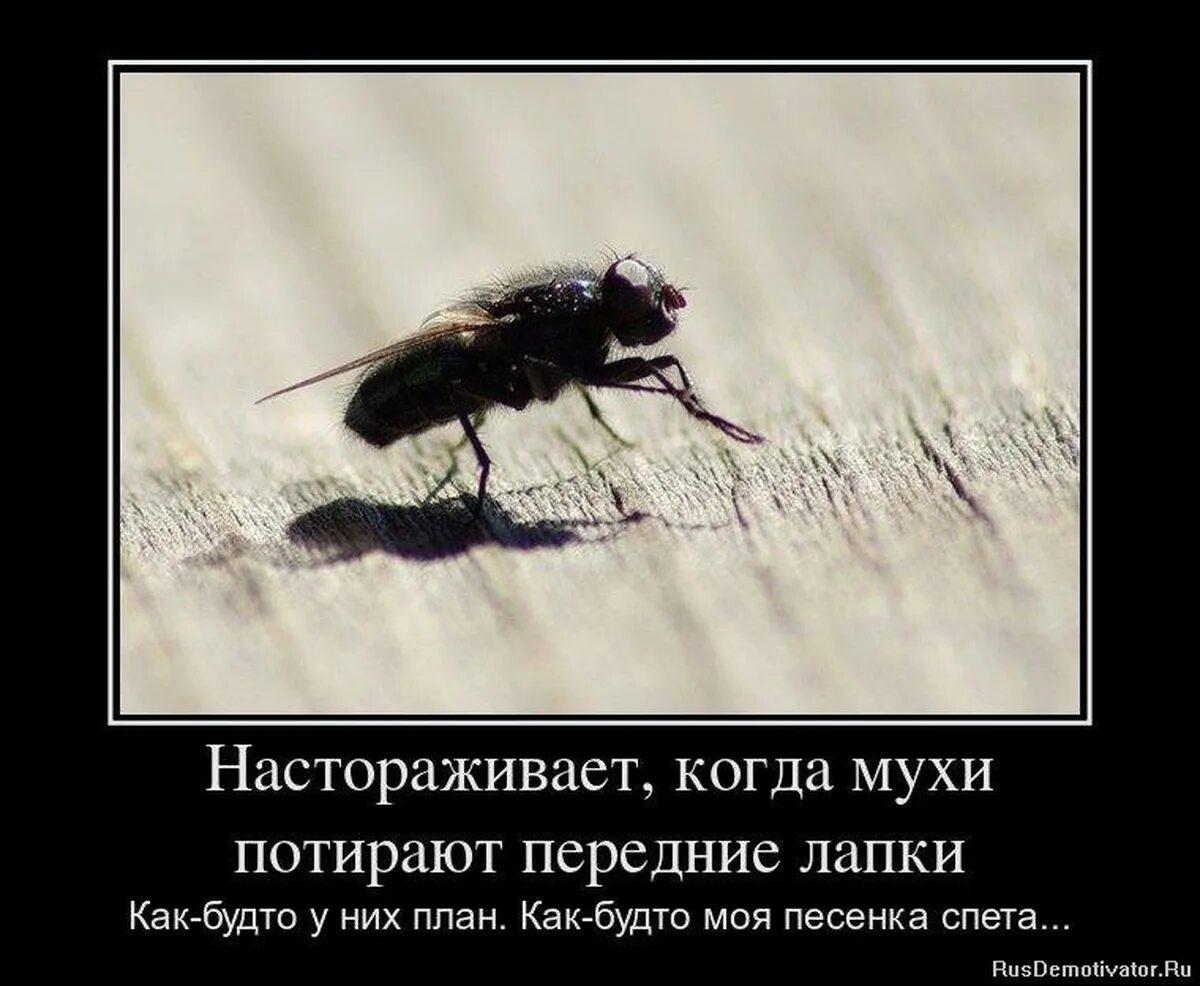 И пока эта муха будет гладить песня. И пока эта муха будет гладить песня