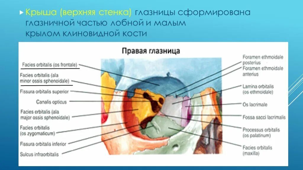 Части глазницы. Медиальная стенка глазницы анатомия. Кости медиальной стенки глазницы. Глазница анатомия человека. Глазница черепа анатомия стенки.