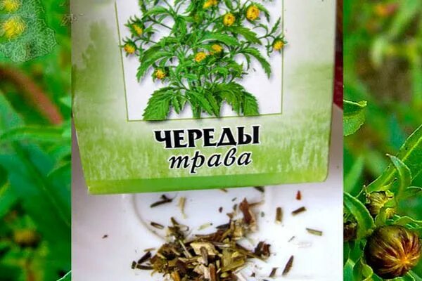 Травы лечащие аллергию