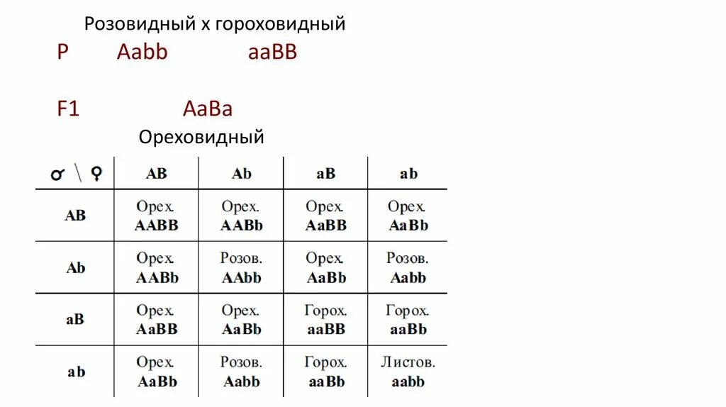 Aabb это дигомозигота. Aabb это дигомозигота. Дигетерозиготный генотип. Дигомозигота имеет генотип aabb. Символ дигомозиготы.