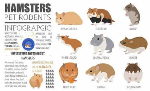 Hamster in countries.