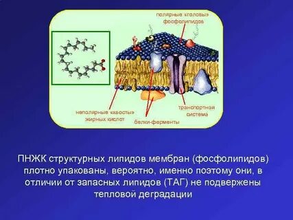 Фосфолипиды в каких клетках