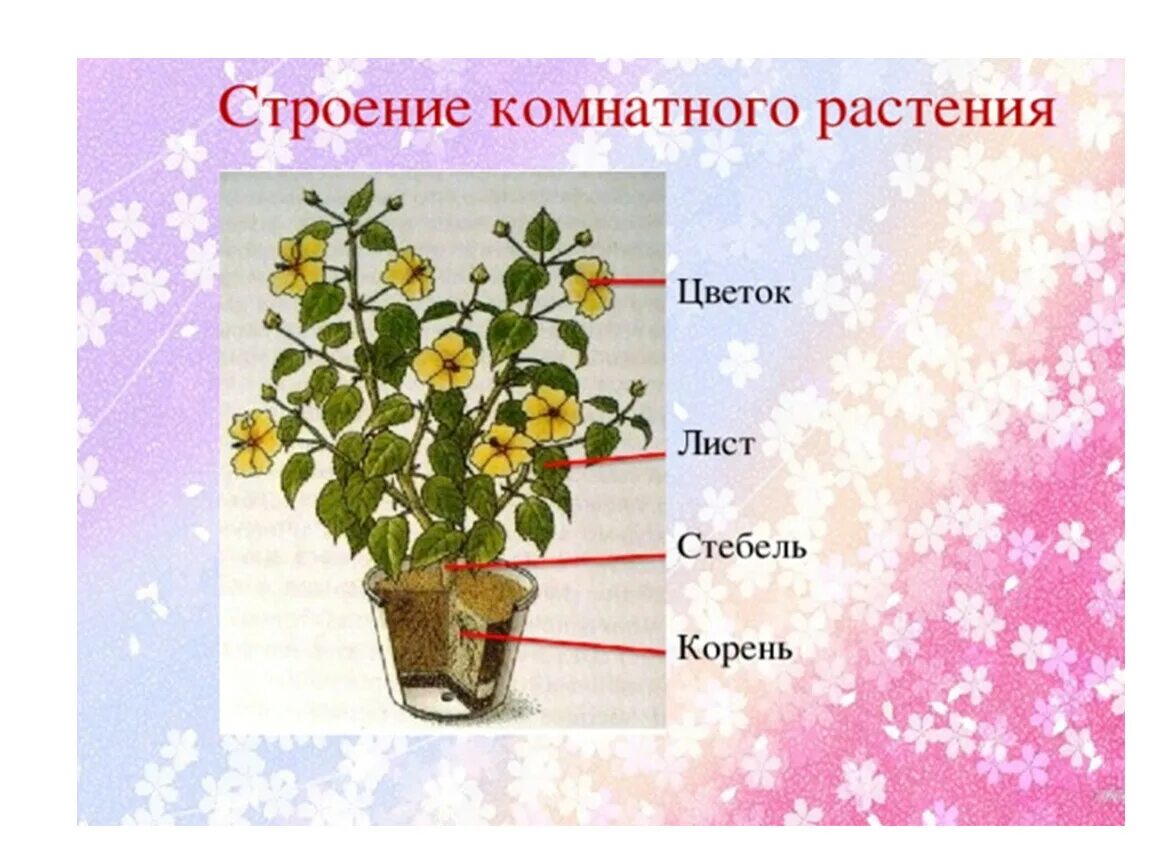 Строение комнатных цветов. Строение комнатного цветка. Части комнатного растения. Строение цветка комнатного цветка. Конспект занятия в средней группе комнатные растения